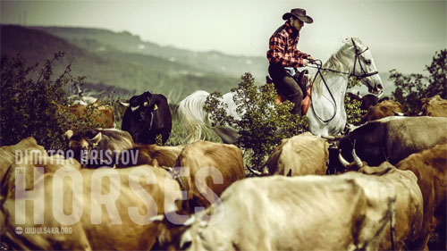 SWild West Cowboy – Cattle Drive