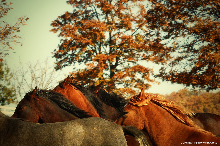 Horses fall